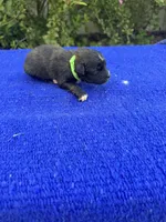 Moon Pie, a male Miniature Aussiedoodle for sale in Evensville, TN – 5 of 8