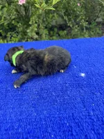 Moon Pie, a male Miniature Aussiedoodle for sale in Evensville, TN – 8 of 8