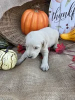 Portlyn, a male Labradoodle for sale in Evensville, TN – 3 of 8