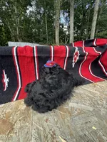 Richie, a male Schnoodle for sale in Evensville, TN – 4 of 7