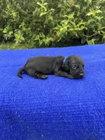 Max, a male Miniature Dachshund for sale in Evensville, TN – 6 of 8
