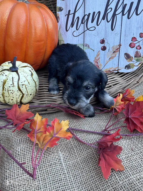 Nathan – Miniature Schnauzer, Schnoodle puppy for sale in Evensville, TN