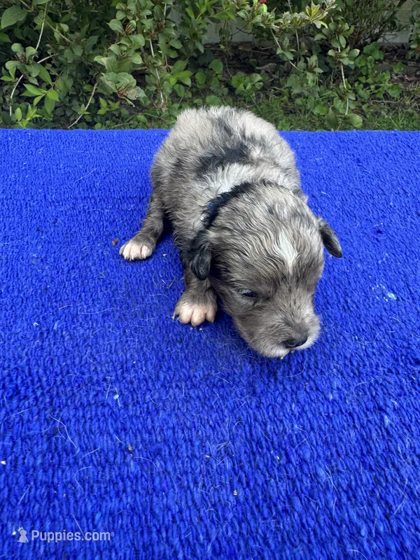 Snickerdoodle – Miniature Aussiedoodle puppy for sale in Evensville, TN