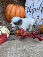 Noble, a male Schnoodle and Poodle - Miniature  for sale in Evensville, TN – 5 of 7