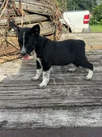 Willow, a female Australian Cattle Dog for sale in Evensville, TN – 9 of 10