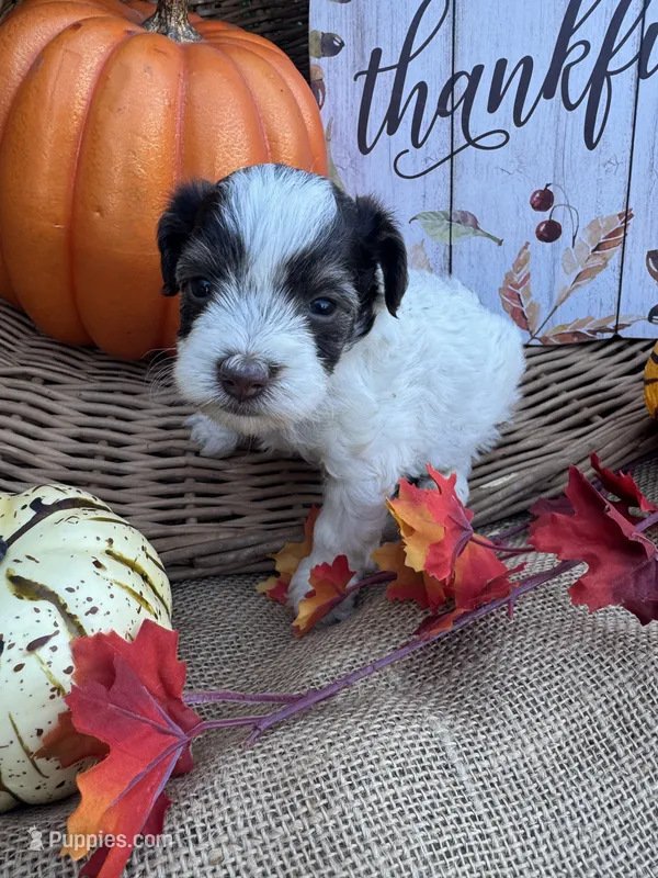 Nollie – Schnoodle, Poodle - Miniature  puppy for sale in Evensville, TN
