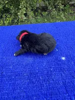 Nutty Buddy, a male Miniature Aussiedoodle for sale in Evensville, TN – 2 of 7