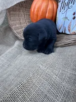 Odeliah, a female Labrador Retriever for sale in Evensville, TN – 7 of 7