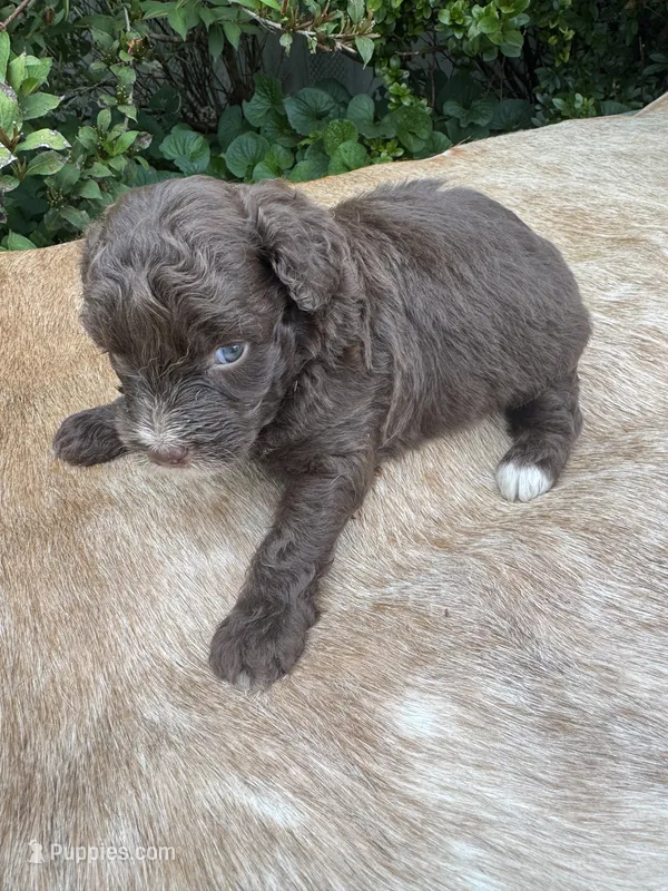 Dax – Miniature Aussiedoodle puppy for sale in Evensville, TN