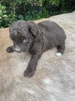 Dax, a male Miniature Aussiedoodle for sale in Evensville, TN – 1 of 9