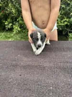 Knox, a female Australian Cattle Dog for sale in Evensville, TN – 7 of 10