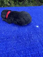 Nutty Buddy, a male Miniature Aussiedoodle for sale in Evensville, TN – 5 of 7
