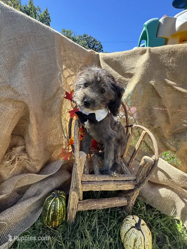 Nutty Buddy – Miniature Aussiedoodle puppy for sale in Evensville, TN