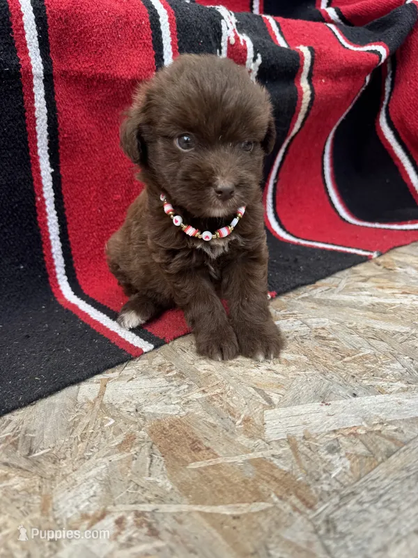 Rubi – Miniature Aussiedoodle puppy for sale in Evensville, TN
