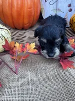 Namoni, a female Miniature Schnauzer and Schnoodle for sale in Evensville, TN – 8 of 8