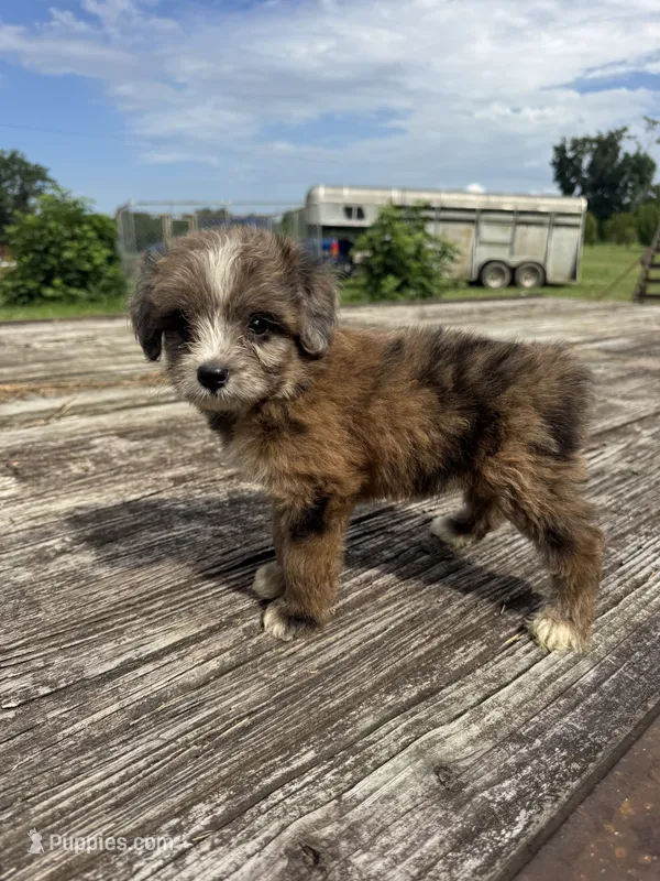 Zebra Cake – Miniature Aussiedoodle puppy for sale in Evensville, TN