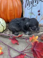 Phillipa, a male Miniature Schnauzer and Schnoodle for sale in Evensville, TN – 5 of 5