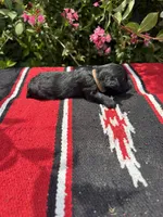 Conrade, a male Schnoodle for sale in Evensville, TN – 2 of 7