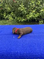 Sadie, a female Miniature Dachshund for sale in Evensville, TN – 5 of 10