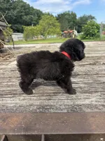 Nutty Buddy, a male Miniature Aussiedoodle for sale in Evensville, TN – 2 of 7