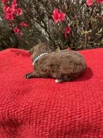 Hattie, a  Miniature Aussiedoodle for sale in Evensville, TN – Photo 6 of 8