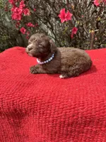 Hattie, a  Miniature Aussiedoodle for sale in Evensville, TN – Photo 8 of 8
