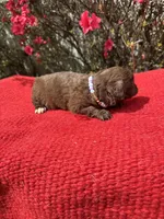 Hattie, a  Miniature Aussiedoodle for sale in Evensville, TN – Photo 2 of 8