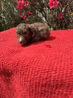 Hattie, a  Miniature Aussiedoodle for sale in Evensville, TN – Photo 5 of 8