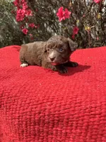 Hattie, a  Miniature Aussiedoodle for sale in Evensville, TN – Photo 1 of 8
