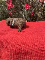 Hattie, a  Miniature Aussiedoodle for sale in Evensville, TN – Photo 3 of 8