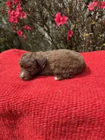 Hattie, a  Miniature Aussiedoodle for sale in Evensville, TN – Photo 7 of 8