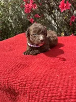 Hattie, a  Miniature Aussiedoodle for sale in Evensville, TN – Photo 4 of 8