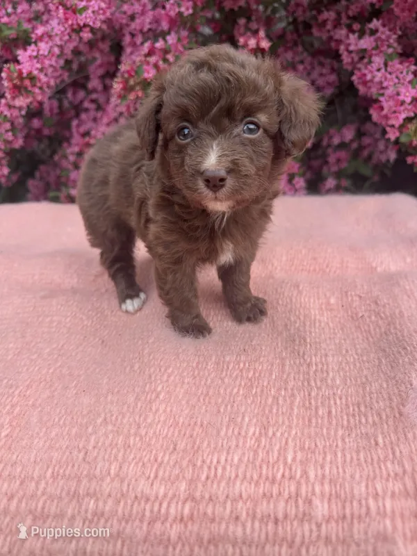 Hattie – Miniature Aussiedoodle puppy for sale in Evensville, TN