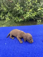 Teddy, a male Miniature Dachshund for sale in Evensville, TN – 8 of 9