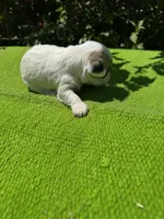 Lassy, a female Schnoodle for sale in Evensville, TN – 7 of 8