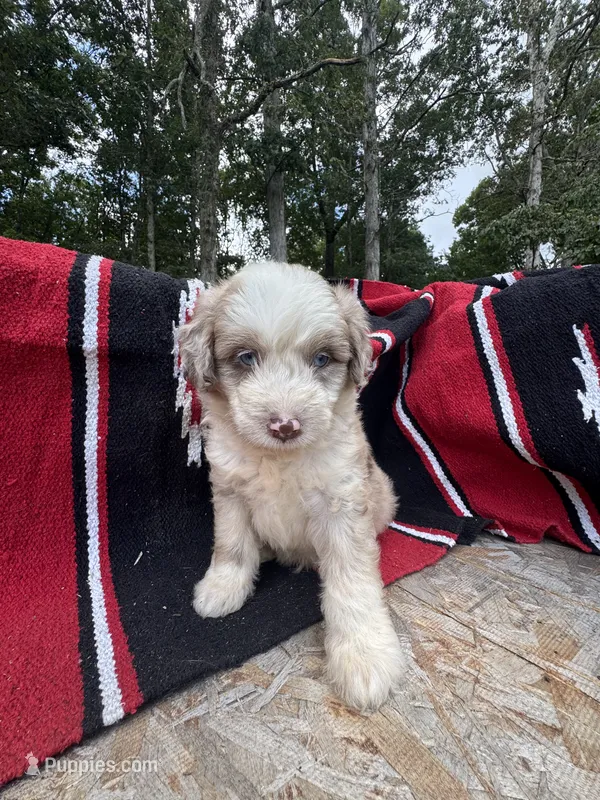 Koa – Miniature Aussiedoodle puppy for sale in Evensville, TN