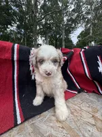 Koa, a male Miniature Aussiedoodle for sale in Evensville, TN – 1 of 7