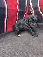 River, a male Miniature Schnauzer and Poodle - Miniature  for sale in Evensville, TN – 6 of 10