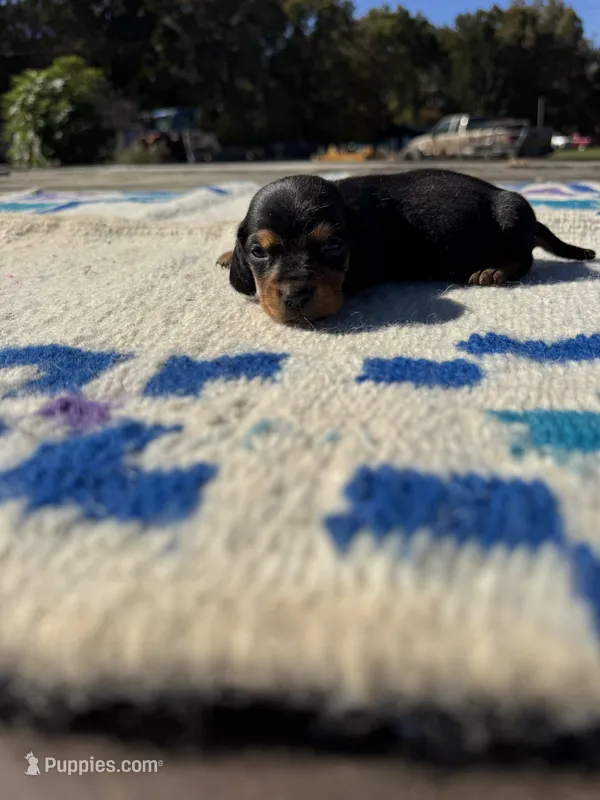 Candyman – Miniature Dachshund puppy for sale in Evensville, TN