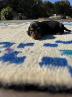 Candyman, a male Miniature Dachshund for sale in Evensville, TN – 1 of 5