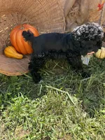 Ocean, a male Miniature Schnauzer and Poodle - Miniature  for sale in Evensville, TN – 4 of 8