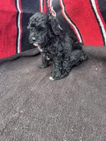River, a male Miniature Schnauzer and Poodle - Miniature  for sale in Evensville, TN – 5 of 10