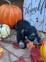 Nathan, a male Miniature Schnauzer and Schnoodle for sale in Evensville, TN – 2 of 5