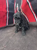 River, a male Miniature Schnauzer and Poodle - Miniature  for sale in Evensville, TN – 2 of 10