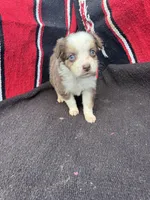 Cranberry, a female Miniature Australian Shepherd for sale in Evensville, TN – 6 of 6
