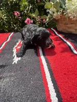 Richie, a male Schnoodle for sale in Evensville, TN – 2 of 9