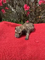 Nico, a  Miniature Aussiedoodle for sale in Evensville, TN – Photo 6 of 6