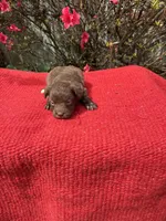 Delaney, a  Miniature Aussiedoodle for sale in Evensville, TN – Photo 8 of 8