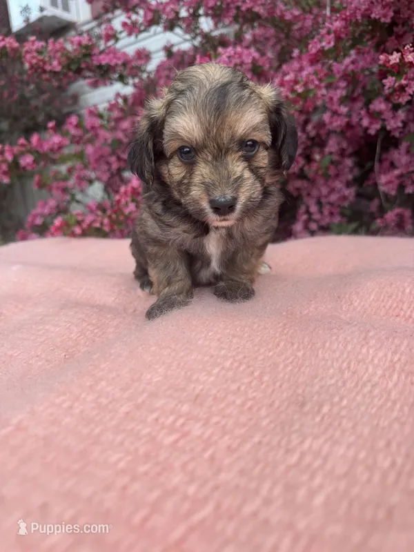 Nico – Miniature Aussiedoodle puppy on hold in Evensville, TN