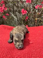 Nico, a  Miniature Aussiedoodle for sale in Evensville, TN – Photo 2 of 6